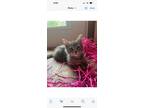 Adopt Mick a Domestic Medium Hair