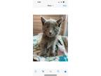 Adopt Enzo a Domestic Short Hair