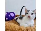 Adopt Kylo a American Shorthair