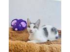 Adopt Kaizer a American Shorthair