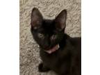 Adopt Mork a Domestic Short Hair