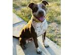 Adopt whiskey a Pointer, Pit Bull Terrier