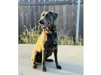 Adopt kilo a Blue Lacy