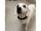 Adopt Max a Beagle, Terrier