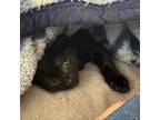 Adopt Mojave a Domestic Short Hair