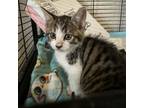Adopt Goji a Domestic Short Hair