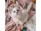 Adopt Milkshake a Domestic Long Hair