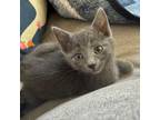 Adopt Dune Buggy a Domestic Short Hair
