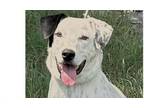 Adopt Travis a Labrador Retriever, Australian Cattle Dog / Blue Heeler
