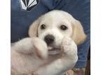 Adopt Jack a Labrador Retriever
