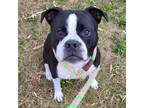 Adopt Buddy a Boxer