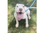 Adopt Bolt a American Staffordshire Terrier