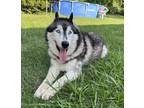 Adopt Lief a Alaskan Malamute, Husky