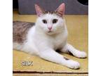 Adopt Silk a Domestic Short Hair, Tabby