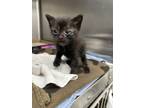 Adopt Kuzco a Domestic Short Hair