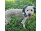 Adopt Vinny a Poodle, Wheaten Terrier