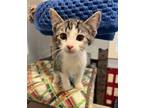 Adopt Havarti a Domestic Short Hair