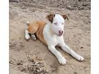 Adopt Stee Vee- (K&K's) a Australian Shepherd, Shetland Sheepdog / Sheltie