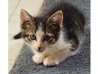 Adopt Edgar a Domestic Medium Hair