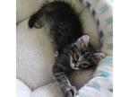 Adopt Jayce a American Shorthair