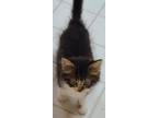 Adopt Allen a Domestic Medium Hair