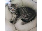 Adopt EJ (Emmitt Jasper) a American Shorthair