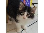 Adopt Poe a Domestic Medium Hair