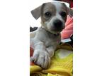 Adopt Keebler a Jack Russell Terrier