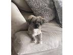 Dog for adoption - Louie, a Yorkshire Terrier & Shih Tzu Mix
