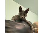 Adopt Hinckley a Domestic Short Hair