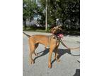 Dog for adoption - Sammy, a Terrier & German Shepherd Dog Mix
