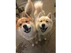 Dog for adoption - Charlie, a Chow Chow Mix