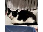 Adopt Churro a Domestic Short Hair