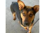 Adopt Roscoe a German Shepherd Dog