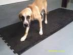 Adopt Tony a Labrador Retriever, Anatolian Shepherd