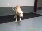 Adopt Wheatie a Labrador Retriever, Anatolian Shepherd