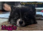 Dog for adoption - Maggie, a Pomeranian