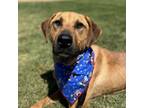 Adopt Mocha a Labrador Retriever, Rhodesian Ridgeback