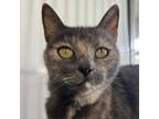 Adopt Nikta a Domestic Short Hair