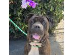 Adopt Stella a Bullmastiff