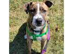 Adopt Rory a Pit Bull Terrier