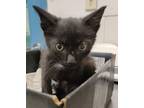Adopt Penelope a Domestic Short Hair