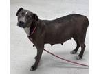 Adopt Mochi a Labrador Retriever, Mixed Breed