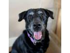 Adopt SNOOPIE - LUNA a Black Labrador Retriever, Mixed Breed