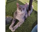 Adopt Misty a Domestic Short Hair