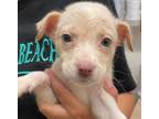 Adopt Marley a Pit Bull Terrier, Mixed Breed