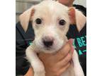 Adopt Molly a Pit Bull Terrier, Mixed Breed