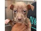 Adopt Miley a Pit Bull Terrier, Mixed Breed