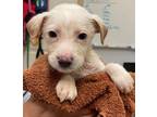 Adopt Maggie a Pit Bull Terrier, Mixed Breed
