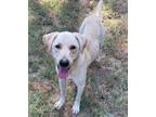 Adopt Clarita a Labrador Retriever, Mixed Breed